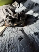 Chocolate Fudge , a male Miniature Dachshund for sale in Elizabethtown, KY – 3 of 4