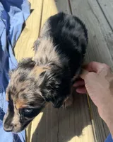Spots , a male Miniature Dachshund for sale in Elizabethtown, KY – 2 of 4