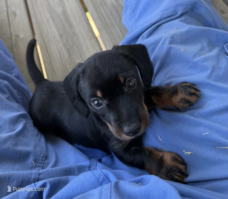 Solid  – Miniature Dachshund puppy for sale in Elizabethtown, KY