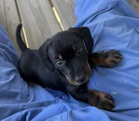 Solid , a male Miniature Dachshund for sale in Elizabethtown, KY – 1 of 4