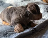 Carmel, a male Miniature Dachshund for sale in Elizabethtown, KY – 4 of 5