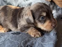 Carmel, a male Miniature Dachshund for sale in Elizabethtown, KY – 1 of 5