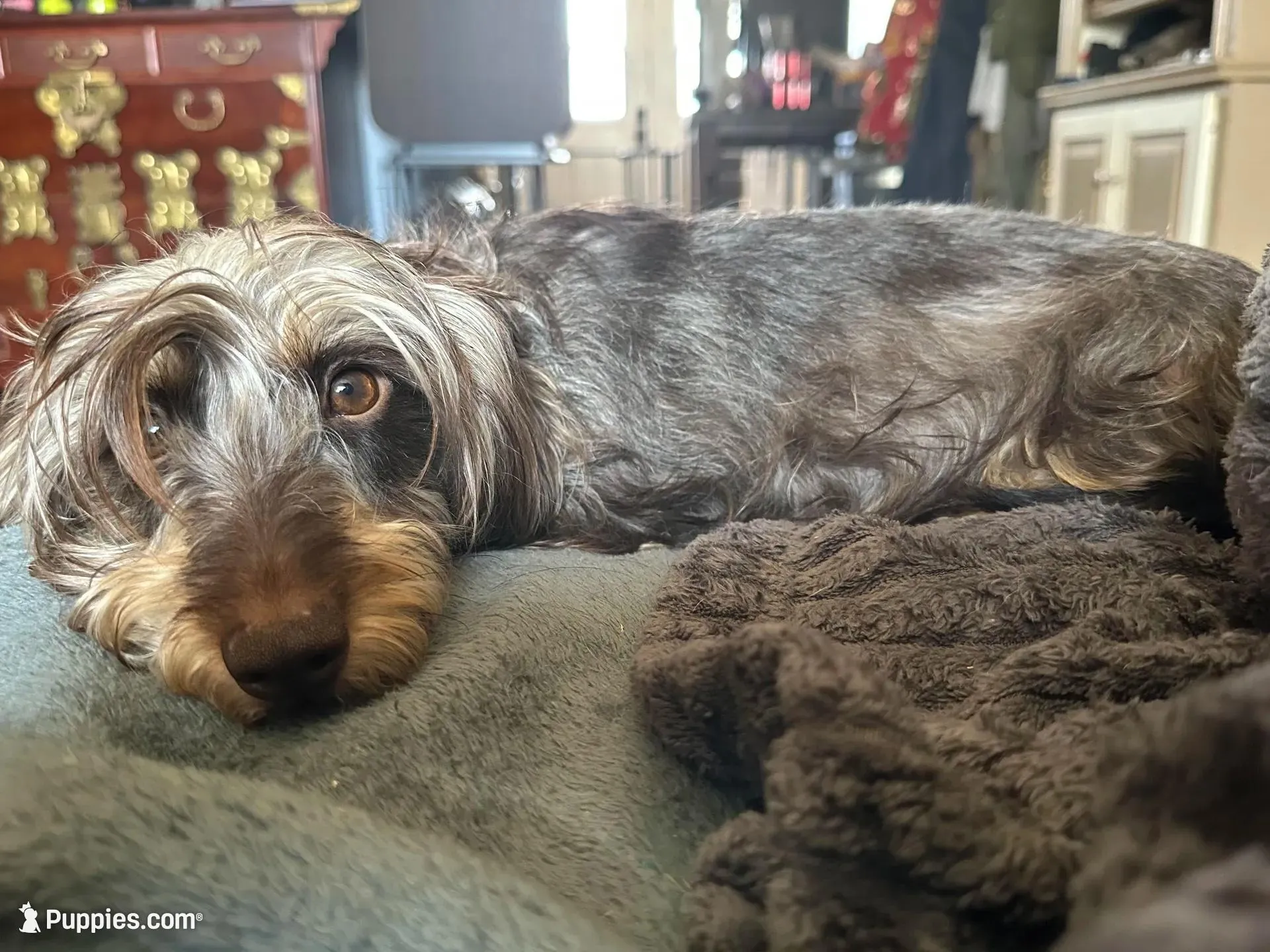Two Face, a female Miniature Dachshund for sale in Elizabethtown, KY – Photo 5 of 6