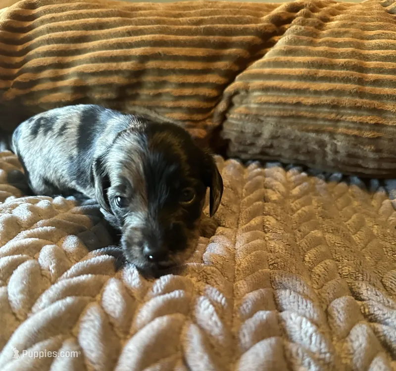 Two Face – Miniature Dachshund puppy for sale in Elizabethtown, KY