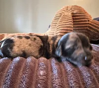 Two Face, a female Miniature Dachshund for sale in Elizabethtown, KY – Photo 2 of 6