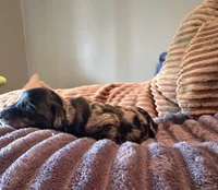 Two Face, a female Miniature Dachshund for sale in Elizabethtown, KY – Photo 3 of 6