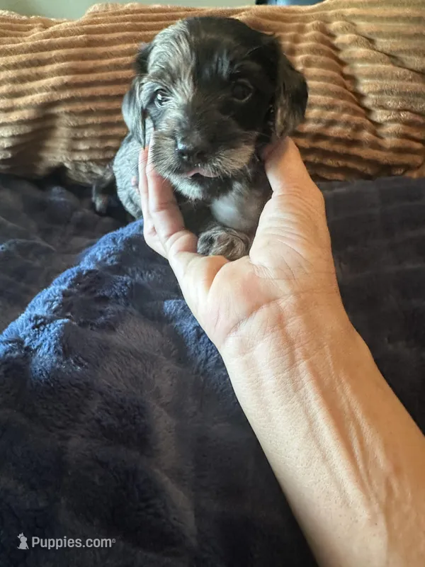 Two Face – Miniature Dachshund puppy for sale in Elizabethtown, KY