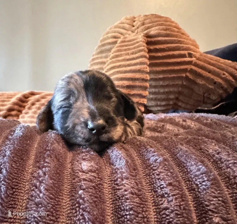 Two Face – Miniature Dachshund puppy for sale in Elizabethtown, KY