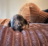 Two Face, a female Miniature Dachshund for sale in Elizabethtown, KY – Photo 1 of 6