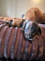 Two Face, a female Miniature Dachshund for sale in Elizabethtown, KY – Photo 4 of 6