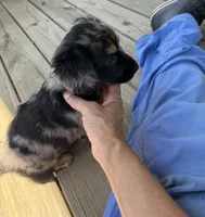Stripes, a male Miniature Dachshund for sale in Elizabethtown, KY – 1 of 4
