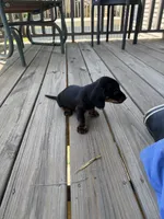 Solid , a male Miniature Dachshund for sale in Elizabethtown, KY – 3 of 4