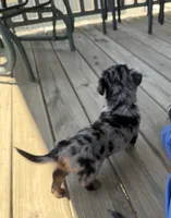 Spots , a male Miniature Dachshund for sale in Elizabethtown, KY – 4 of 4