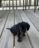 Solid , a male Miniature Dachshund for sale in Elizabethtown, KY – 4 of 4