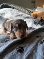 Carmel, a male Miniature Dachshund for sale in Elizabethtown, KY – 2 of 5