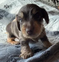 Carmel, a male Miniature Dachshund for sale in Elizabethtown, KY – 3 of 5