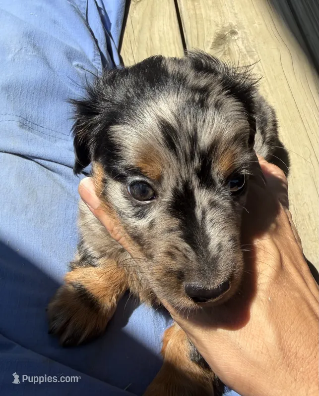 Spots  – Miniature Dachshund puppy for sale in Elizabethtown, KY