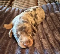 Wolverine, a female Miniature Dachshund for sale in Elizabethtown, KY – Photo 3 of 6