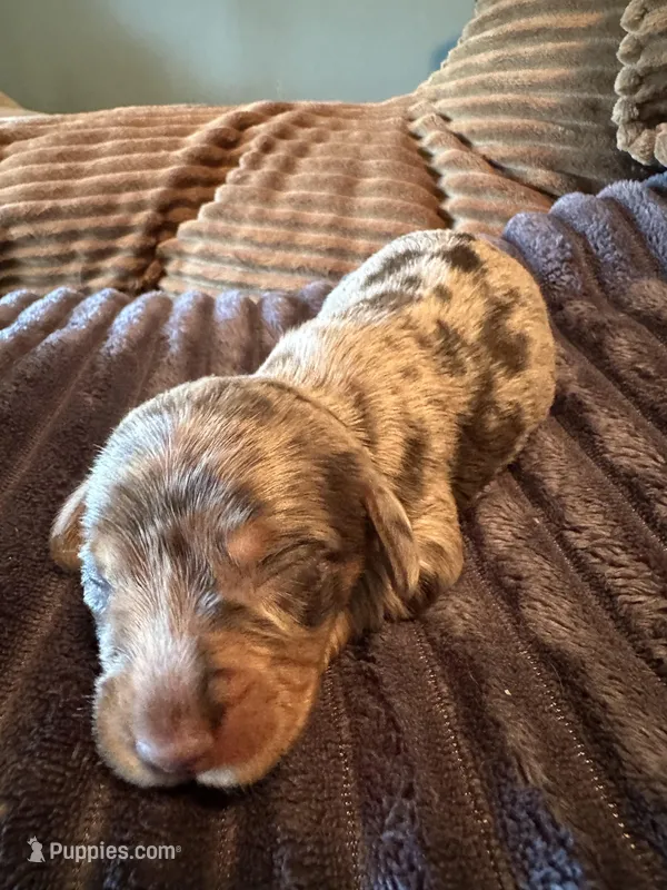 Wolverine – Miniature Dachshund puppy for sale in Elizabethtown, KY