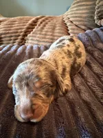 Wolverine, a female Miniature Dachshund for sale in Elizabethtown, KY – Photo 1 of 6