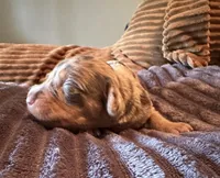 Wolverine, a female Miniature Dachshund for sale in Elizabethtown, KY – Photo 2 of 6