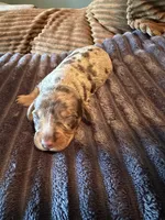 Wolverine, a female Miniature Dachshund for sale in Elizabethtown, KY – Photo 4 of 6