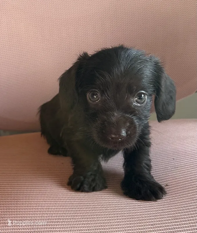 The Flash – Miniature Dachshund puppy for sale in Elizabethtown, KY