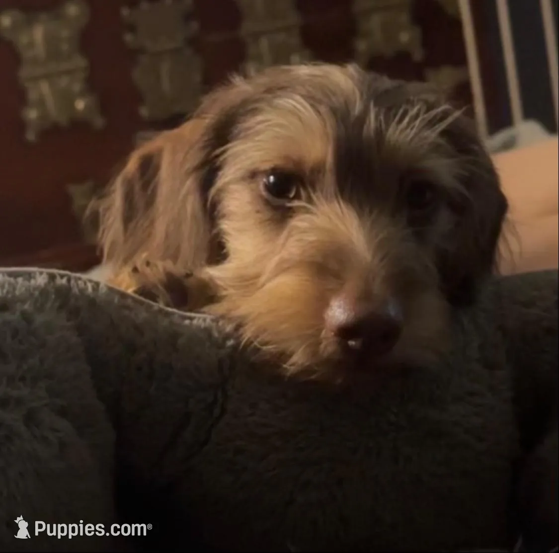 Wolverine, a female Miniature Dachshund for sale in Elizabethtown, KY – Photo 5 of 6