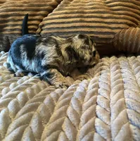 The Cheetah , a female Miniature Dachshund for sale in Elizabethtown, KY – Photo 2 of 10