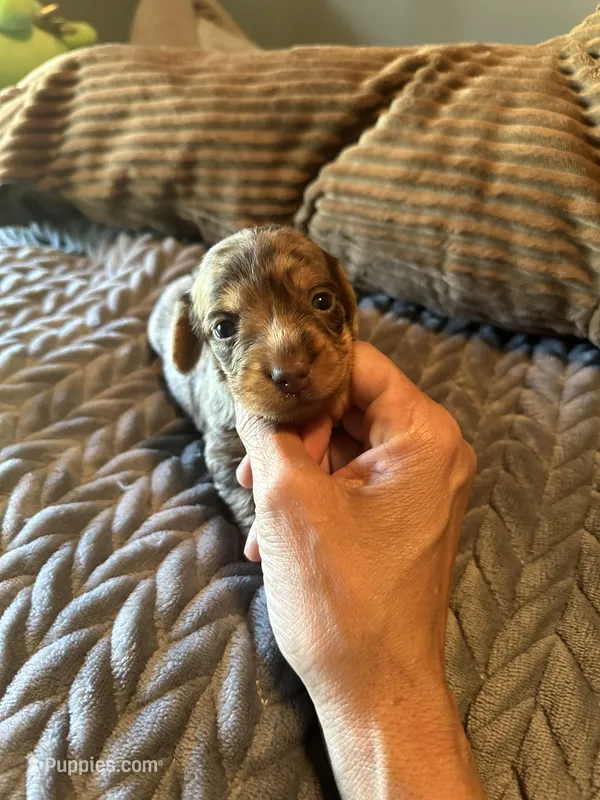 The Cheetah  – Miniature Dachshund puppy for sale in Elizabethtown, KY