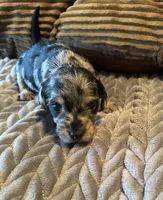 The Cheetah , a female Miniature Dachshund for sale in Elizabethtown, KY – Photo 1 of 10