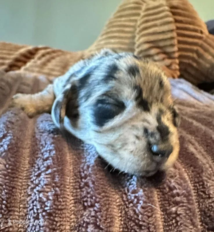 The Cheetah  – Miniature Dachshund puppy for sale in Elizabethtown, KY