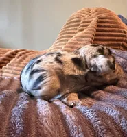 The Cheetah , a female Miniature Dachshund for sale in Elizabethtown, KY – Photo 3 of 6