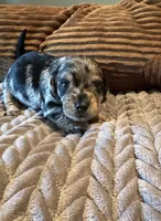 The Cheetah , a female Miniature Dachshund for sale in Elizabethtown, KY – Photo 3 of 10