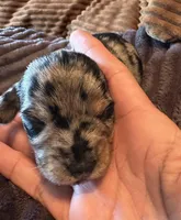 The Cheetah , a female Miniature Dachshund for sale in Elizabethtown, KY – Photo 2 of 6