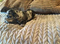 The Cheetah , a female Miniature Dachshund for sale in Elizabethtown, KY – Photo 4 of 10