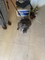 Blue , a male American Pit Bull Terrier for sale in Palm Bay, FL – 2 of 3