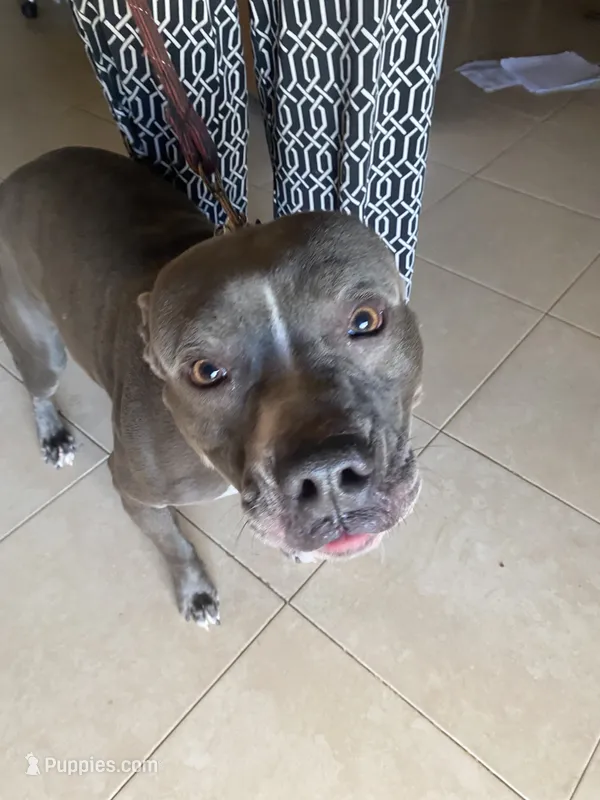 Blue  – American Pit Bull Terrier puppy for sale in Palm Bay, FL