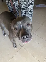 Blue , a male American Pit Bull Terrier for sale in Palm Bay, FL – 1 of 3