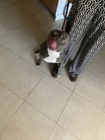 Blue , a male American Pit Bull Terrier for sale in Palm Bay, FL – 3 of 3