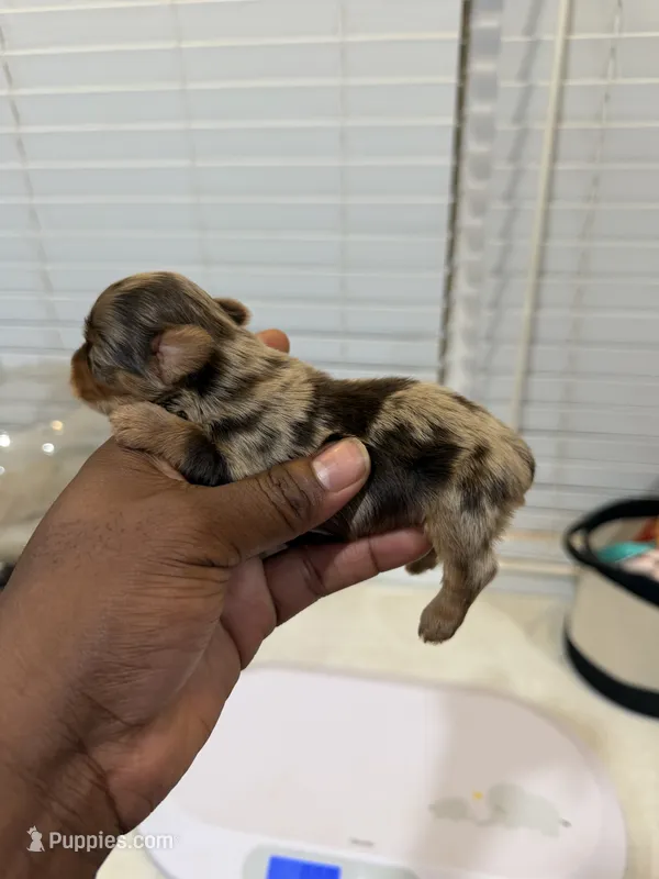 Chocolate Male – Yorkshire Terrier, Biewer puppy for sale in Madison, AL