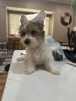 White Parti Male, a male Yorkshire Terrier for sale in Madison, AL – 2 of 4