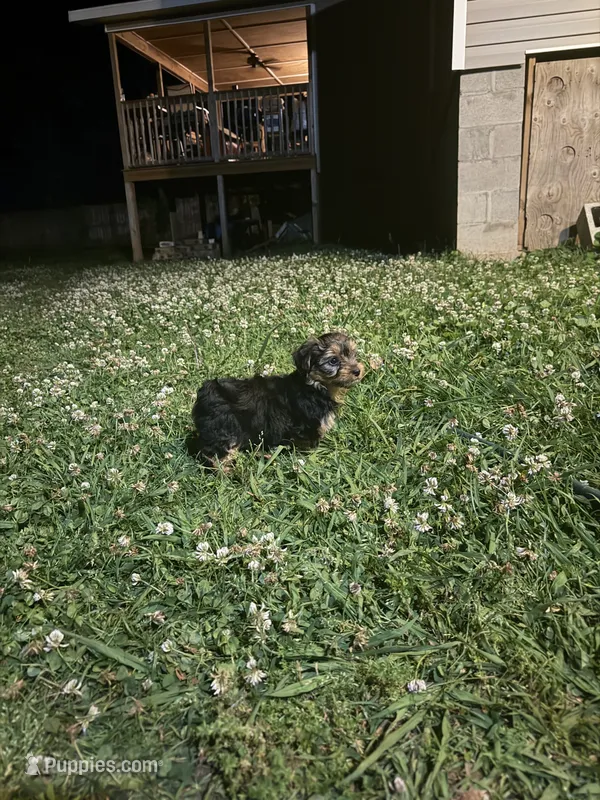 black & tan – Yorkshire Terrier puppy for sale in Madison, AL