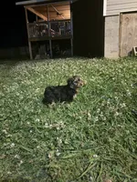 black & tan, a male Yorkshire Terrier for sale in Madison, AL – 3 of 6