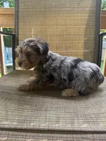 Standard Size Male , a male Yorkshire Terrier for sale in Madison, AL – 4 of 7