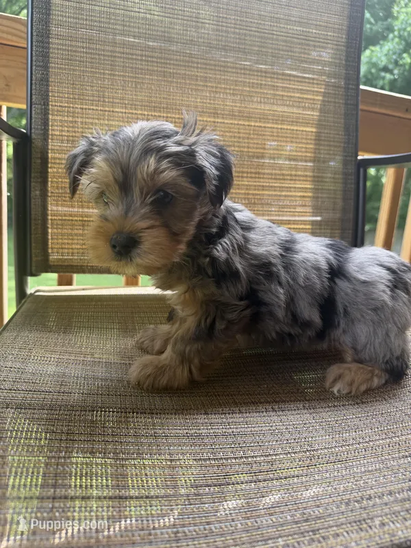 Standard Size Male  – Yorkshire Terrier puppy for sale in Madison, AL
