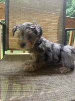 Standard Size Male , a male Yorkshire Terrier for sale in Madison, AL – 3 of 7