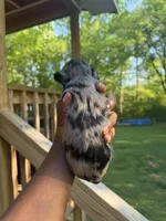 Standard Size Male , a male Yorkshire Terrier for sale in Madison, AL – 7 of 7