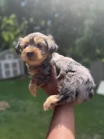 Standard Size Male , a male Yorkshire Terrier for sale in Madison, AL – 6 of 7