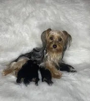 Standard Male Yorkie Poo, a male Yorkipoo and Yorkshire Terrier for sale in Madison, AL – 2 of 3